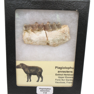 Plagiolophus Annectens Eocene Herbivore Fossil for Sale from France #18