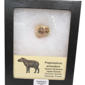 Plagiolophus Annectens Eocene Herbivore Fossil for Sale from France #19