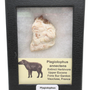 Plagiolophus Annectens Eocene Herbivore Fossil for Sale from France #20