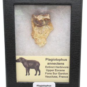 Plagiolophus Annectens Eocene Herbivore Fossil for Sale from France #21