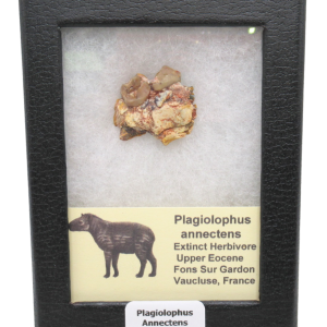 Plagiolophus Annectens Eocene Herbivore Fossil for Sale from France #22
