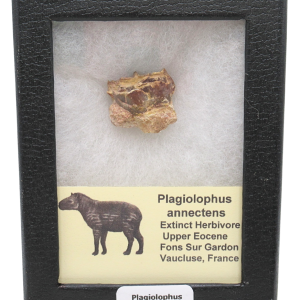 Plagiolophus Annectens Eocene Herbivore Fossil for Sale from France #23