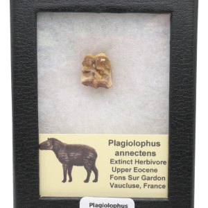 Plagiolophus Annectens Eocene Herbivore Fossil for Sale from France #24