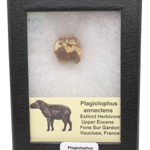 Plagiolophus Annectens Eocene Herbivore Fossil for Sale from France #25