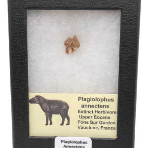 Plagiolophus Annectens Eocene Herbivore Fossil for Sale from France #26