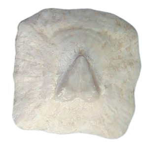 South Carolina 2b | Fossils for Sale