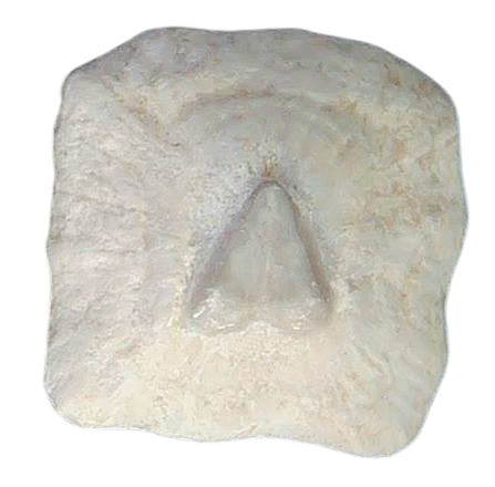 South Carolina 2b | Fossils for Sale