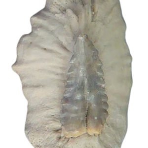 South Carolina 3b | Fossils for Sale