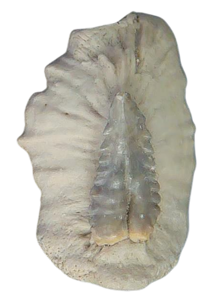 South Carolina 3b | Fossils for Sale