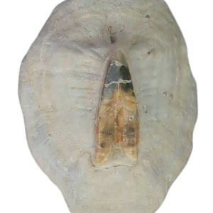 South Carolina 4b | Fossils for Sale