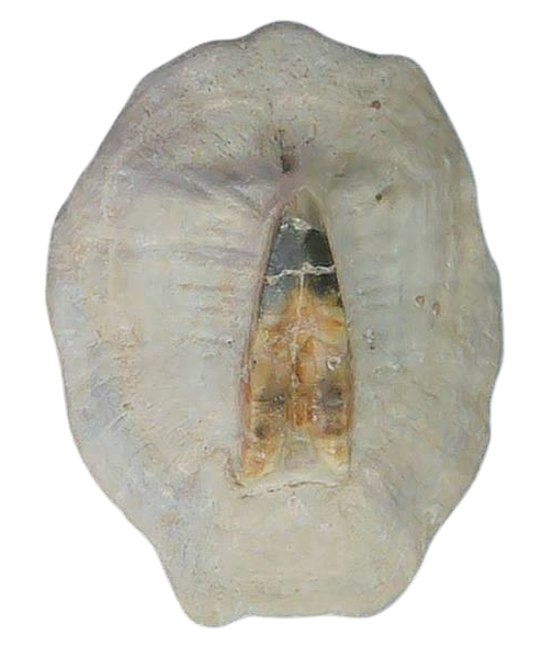 South Carolina 4b | Fossils for Sale
