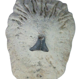 South Carolina 5b | Fossils for Sale
