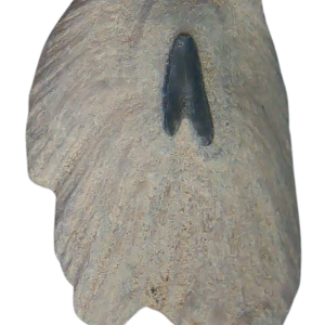 South Carolina 6b | Fossils for Sale