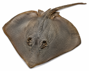 Stingray Dermal Scute