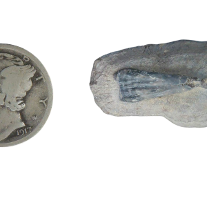 Stingray Dermal Scute for Sale from South Carolina 1 | Fossils for Sale Genuine Stingray Dermal Scute for Sale from South Carolina #1