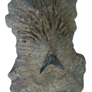 Stingray Dermal Scute for Sale from South Carolina 10 | Fossils for Sale