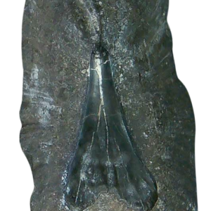 Stingray Dermal Scute for Sale from South Carolina 11 | Fossils for Sale