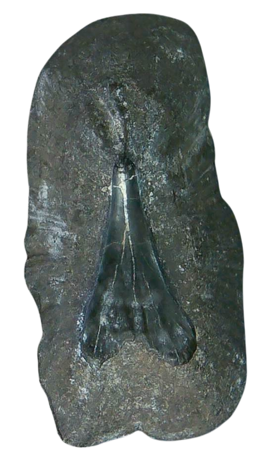 Stingray Dermal Scute for Sale from South Carolina 11 | Fossils for Sale
