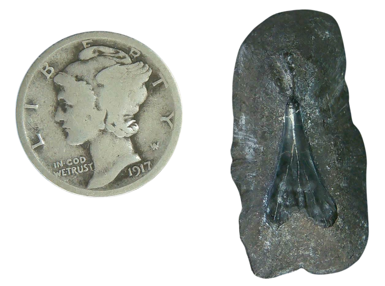 Stingray Dermal Scute for Sale from South Carolina 11a | Fossils for Sale