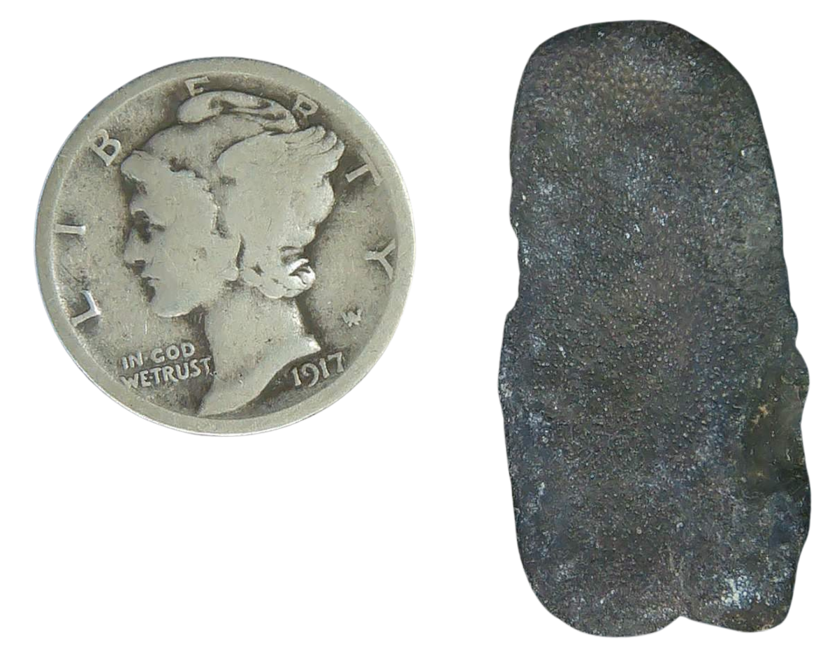 Stingray Dermal Scute for Sale from South Carolina 11b | Fossils for Sale