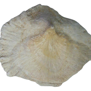 Stingray Dermal Scute for Sale from South Carolina 12 | Fossils for Sale