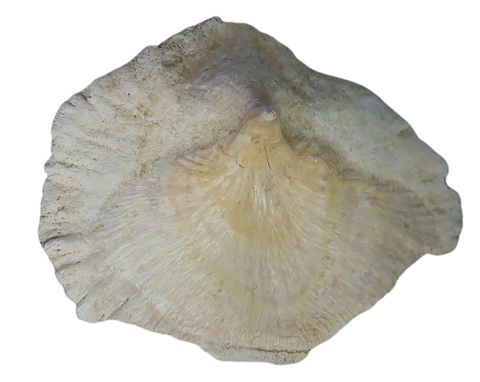 Stingray Dermal Scute for Sale from South Carolina 12 | Fossils for Sale