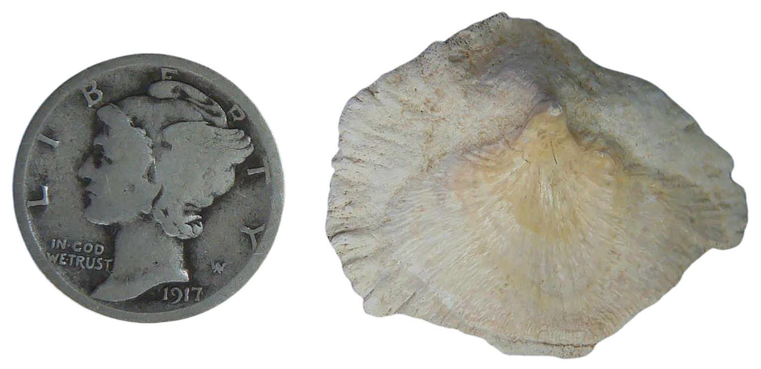 Stingray Dermal Scute for Sale from South Carolina 12a | Fossils for Sale