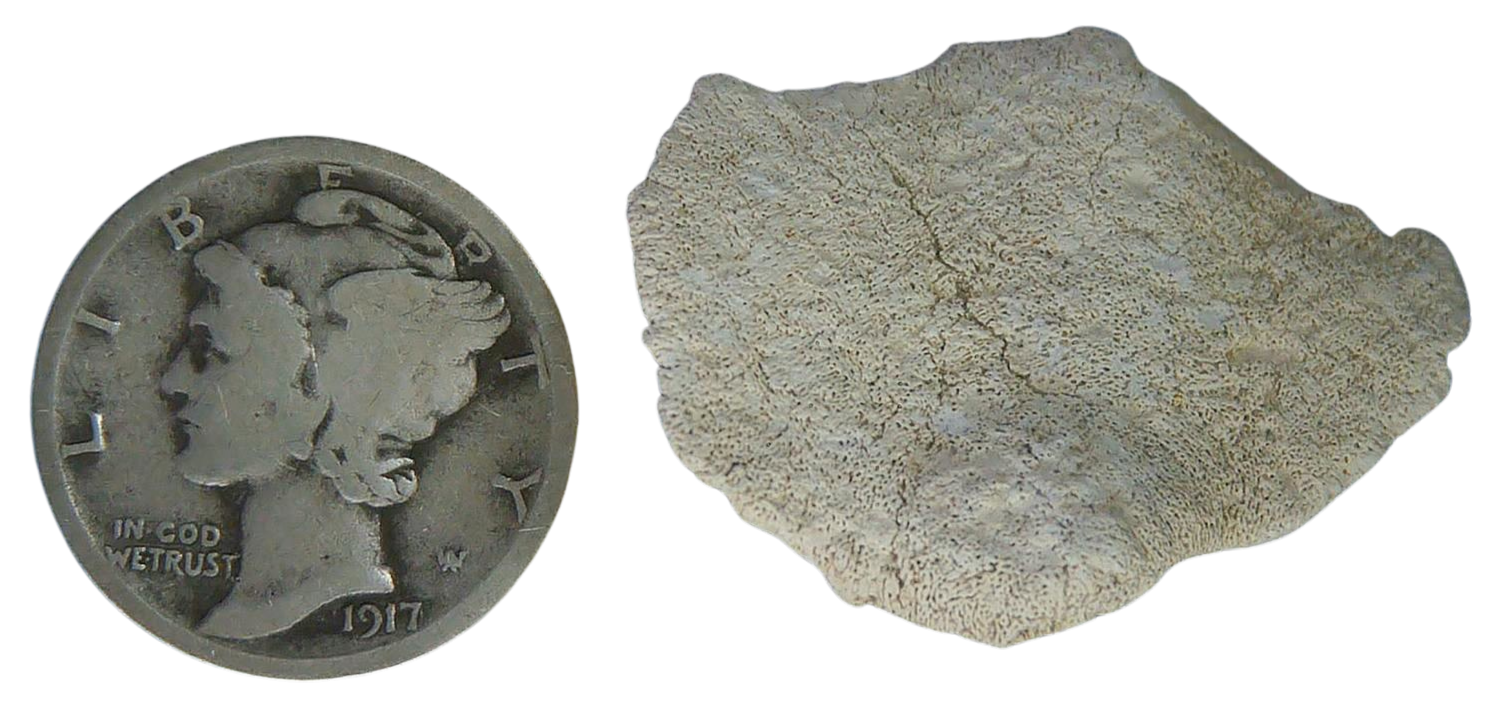 Stingray Dermal Scute for Sale from South Carolina 12b | Fossils for Sale