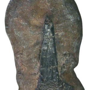 Stingray Dermal Scute for Sale from South Carolina 13 | Fossils for Sale