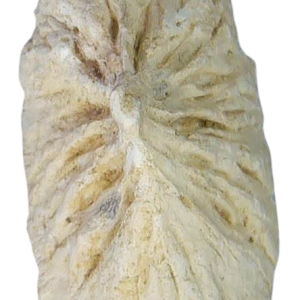 Stingray Dermal Scute for Sale from South Carolina 14 | Fossils for Sale