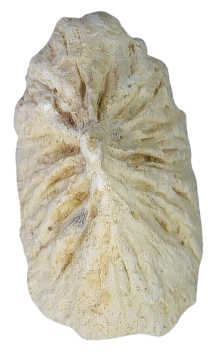 Stingray Dermal Scute for Sale from South Carolina 14 | Fossils for Sale