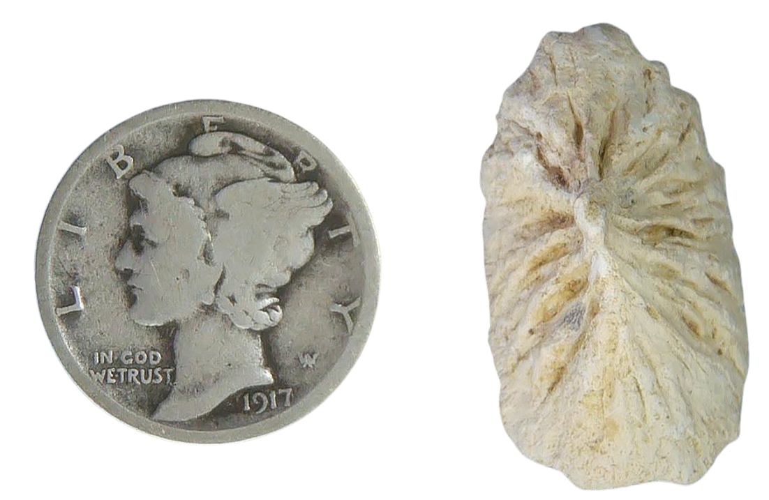 Stingray Dermal Scute for Sale from South Carolina 14a | Fossils for Sale