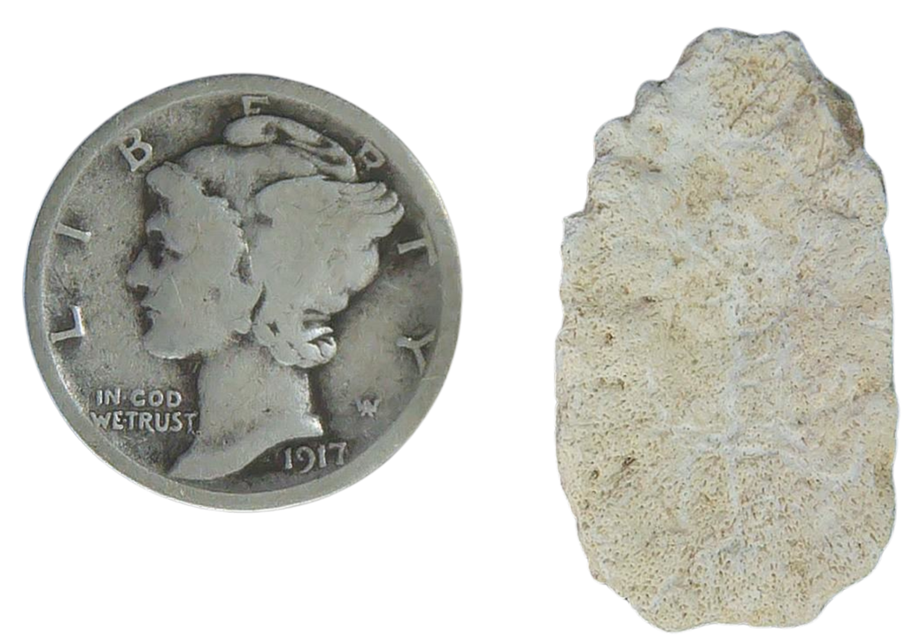Stingray Dermal Scute for Sale from South Carolina 14b | Fossils for Sale