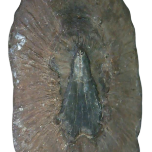 Stingray Dermal Scute for Sale from South Carolina 15 | Fossils for Sale