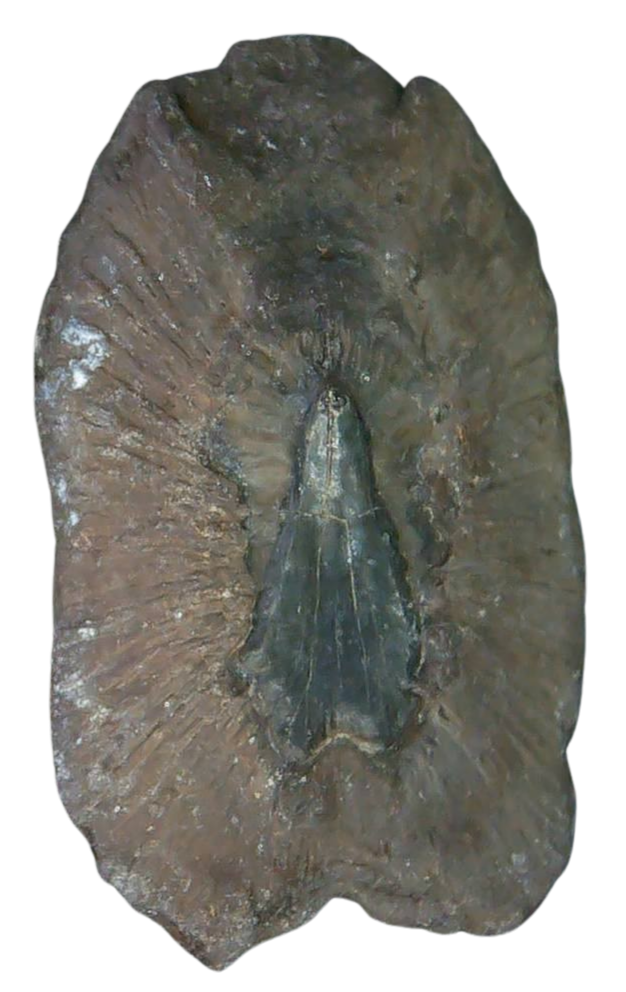 Stingray Dermal Scute for Sale from South Carolina 15 | Fossils for Sale