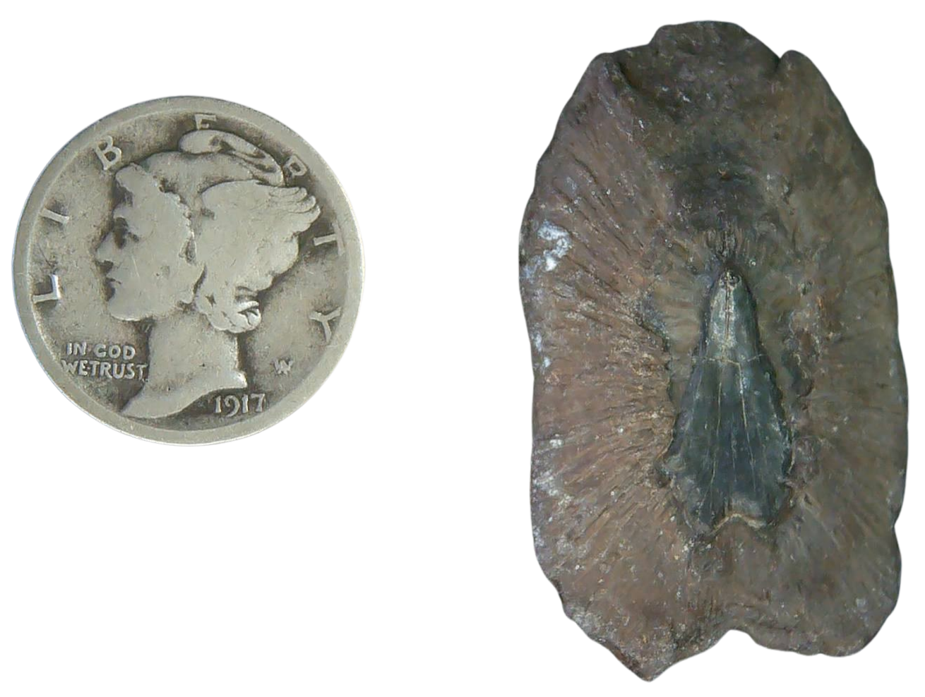 Stingray Dermal Scute for Sale from South Carolina 15a | Fossils for Sale