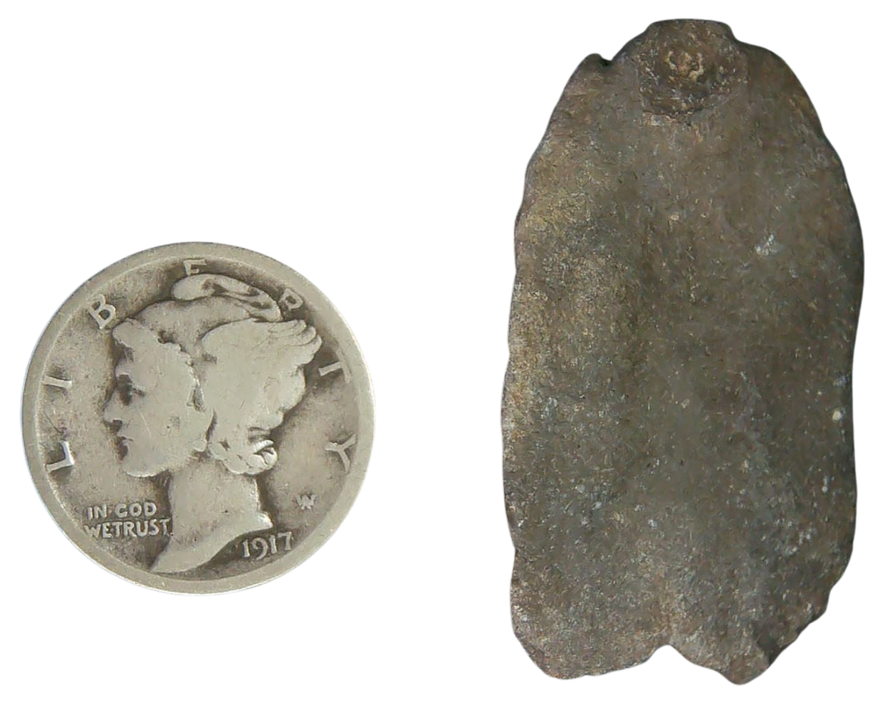 Stingray Dermal Scute for Sale from South Carolina 15b | Fossils for Sale
