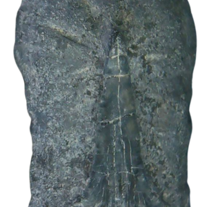 Stingray Dermal Scute for Sale from South Carolina 16 | Fossils for Sale