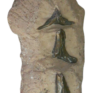 Stingray Dermal Scute for Sale from South Carolina 17 | Fossils for Sale