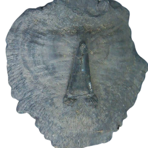 Stingray Dermal Scute for Sale from South Carolina 18 | Fossils for Sale