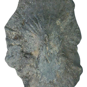 Stingray Dermal Scute for Sale from South Carolina 19 | Fossils for Sale