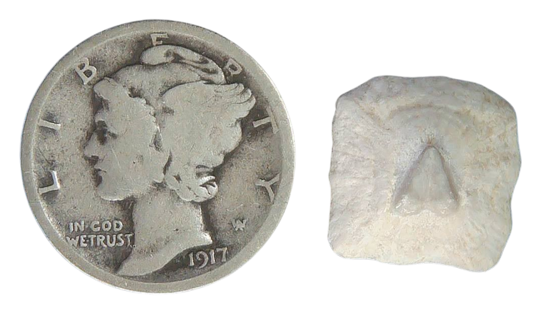 Stingray Dermal Scute for Sale from South Carolina 2 | Fossils for Sale