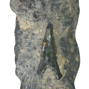Stingray Dermal Scute for Sale from South Carolina 20 | Fossils for Sale