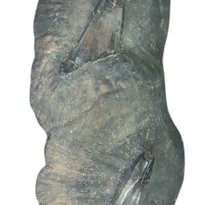 Stingray Dermal Scute for Sale from South Carolina 21 | Fossils for Sale