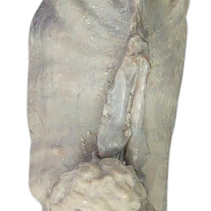 Stingray Dermal Scute for Sale from South Carolina 22 | Fossils for Sale
