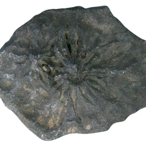 Stingray Dermal Scute for Sale from South Carolina 23 | Fossils for Sale