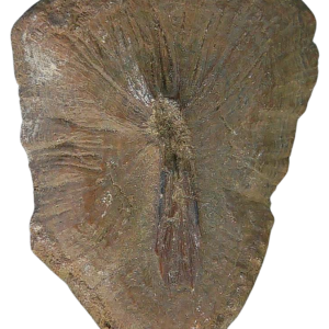 Stingray Dermal Scute for Sale from South Carolina 24 | Fossils for Sale