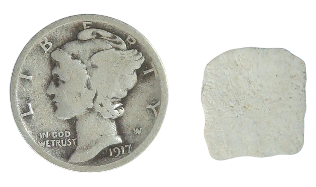 Stingray Dermal Scute for Sale from South Carolina 2a | Fossils for Sale