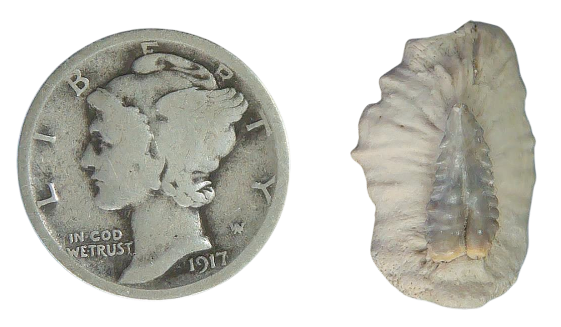 Stingray Dermal Scute for Sale from South Carolina 3 | Fossils for Sale