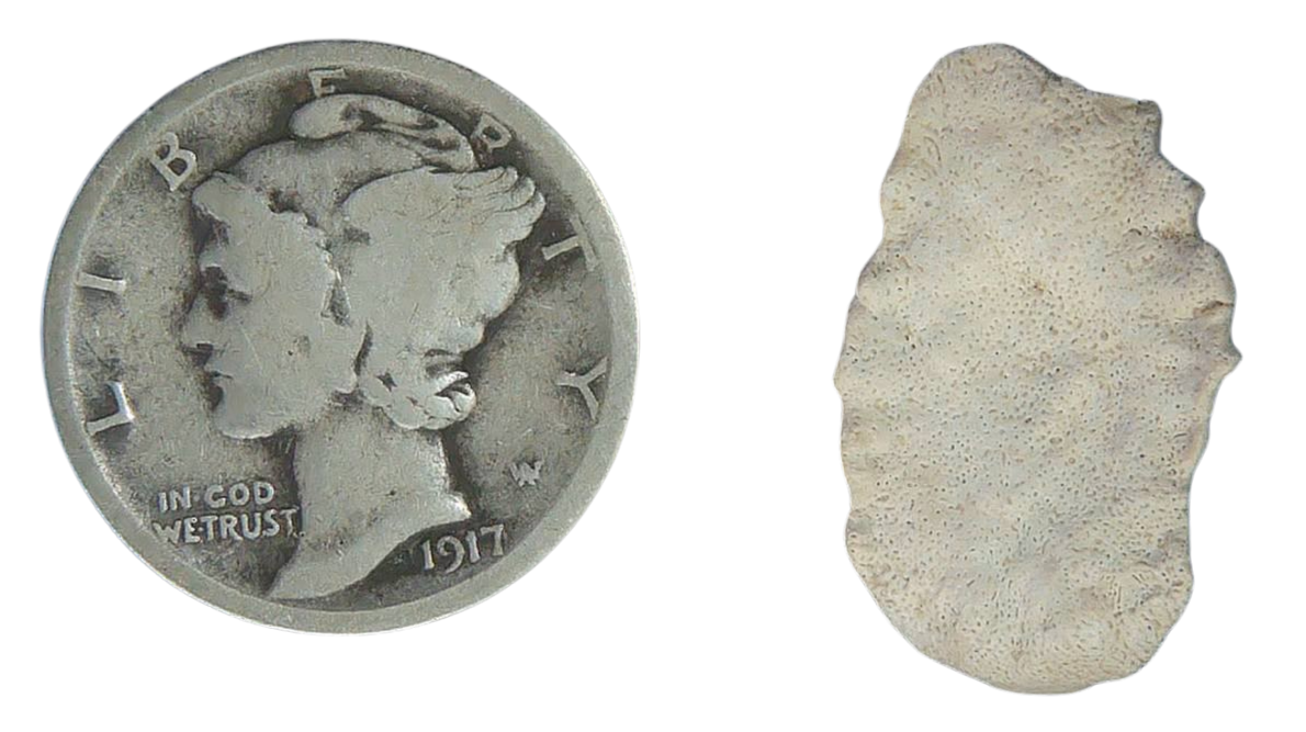 Stingray Dermal Scute for Sale from South Carolina 3a | Fossils for Sale